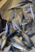 Atlantic mackerel (Scomber scombrus) on the processing line at the Shetland Catch pelagic fish factory, Lerwick, Shetland Islands, Scotland, UK, October 2011