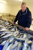 Skipper of the pelagic trawler 'Charisma' David Hutchison examining mackerel on processing line at the Shetland Catch fish factory, Lerwick, Shetland Islands, Scotland, UK, October 2011 Model Release...