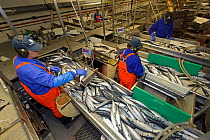 Factory workers processing Atlantic mackerel (Scomber scombrus) on processing line at the Shetland Catch fish factory, Lerwick, Shetland Isles, Scotland, UK, October 2011