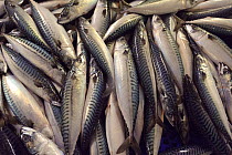 Atlantic mackerel on processing line at the Shetland Catch fish factory, Lerwick, Shetland Islands, Scotland, UK, October 2011
