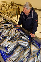 Skipper of the pelagic trawler 'Charisma' David Hutchison examining mackerel on processing line at the Shetland Catch fish factory, Lerwick, Shetland Islands, Scotland, UK, October 2011 Model Release...
