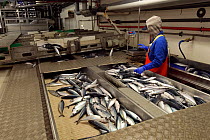 Staff processing Atlantic mackerel (Scomber scombrus) at the Shetland Catch fish factory, Lerwick, Shetland Islands, Scotland, UK, October 2011