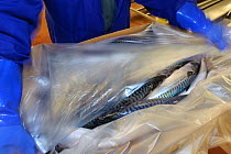 Packing Atlantic mackerel (Scomber scombrus) prior to freezing on the processing line at the Shetland Catch fish factory in Lerwick, Shetland Islands, Scotland, UK, October 2011