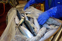Packing Atlantic mackerel (Scomber scombrus) prior to freezing on the processing line at the Shetland Catch fish factory in Lerwick, Shetland Islands, Scotland, UK, October 2011