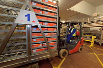 Worker transporting boxes of mackerel ready for freezing at the Shetland Catch fish processing factory, Lerwick, Shetland Islands, Scotland, UK October 2011