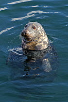 Atlantic grey seal (Halichoerus grypus) in Lerwick harbour, Shetland Islands, Scotland, UK, October