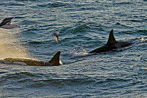 Two Killer whales (Orcinus orca) with a solitary Fulmar (Fulmarus glacialis) seen from the pelagic trawler 'Charisma' in evening light, Shetland Islands, Scotland, UK, October 2011