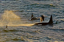 Two Killer whales (Orcinus orca) seen from the pelagic trawler 'Charisma' in evening light, Shetland Islands, Scotland, UK, October. Did you know? These oceanic predators are very long-lived - some females are known to be over 90 years old!