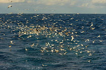 A large mixed flock of Northern gannets (Sula bassana) and gulls (Larus) feeding in the wake of the pelagic trawler 'Charisma', Shetland Islands, Scotland, UK, October