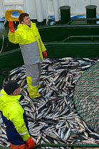 Crew of the pelagic trawler 'Charisma' landing a catch of mackerel, Shetland Isles, Scotland, UK, October 2011 Model Release available