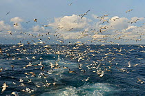 Mixed flock of Northern gannets (Sula bassana) and gulls (Larus) feeding in the wake of the pelagic trawler 'Charisma'. Shetland Isles. October 2011.