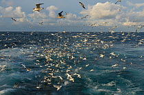 Mixed flock of Northern gannets (Morus bassanus) and gulls (Larus) feeding in the wake of the pelagic trawler "Charisma." Shetland Isles. October 2011.