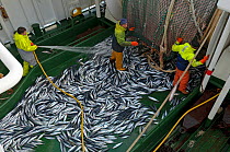 Crew on the pelagic trawler 'Charisma' landing a small catch of mackerel, Shetland Isles, Scotland, UK, October 2011 Model Release available. 2020VISION Exhibition. 2020VISION Book Plate. Did you know...
