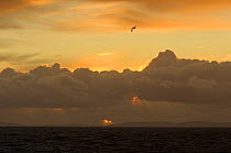 Northern gannet (Morus bassanus) in flight at sunset, with the South Mainland of the Shetland Isles in the distance, seen from the pelagic trawler 'Charisma', Scotland, UK, October 2011