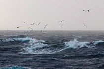 Northern gannets (Morus bassanus) in flight over choppy seas in the wake of the pelagic trawler 'Charisma', Shetland Isles, Scotland, UK, October 2011