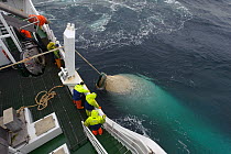 Pelagic trawler 'Charisma' hauling its net in with catch of mackerel, Shetland Isles, Scotland, UK, October 2011