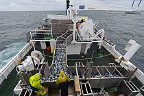Crew examining catch of mackerel as it is pumped in to the refrigerated fish hold on board the pelagic trawler 'Charisma', Shetland Isles, Scotland, UK, October 2011