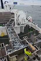 Crew member David Anderson examining catch of mackerel as it is pumped into the refrigerated fish hold on board the pelagic trawler 'Charisma', Shetland Isles, Scotland, UK, October 2011