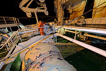 Crew of the pelagic trawler 'Charisma' hauling in a a net with a mackerel catch at night, Shetland Isles, Scotland, UK, October 2011 Model Release available