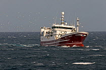 The pelagic trawler 'Research' fishing for mackerel and attended by a flock of Northern gannets (Morus bassanus) close to the Shetland Isles, Scotland, UK, October 2011