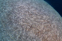 Fishing net bulging with Atlantic mackerel (Scomber scombrus) caught by the pelagic trawler 'Charisma', Shetland Isles, Scotland, UK, October 2011