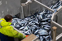 Crew member David Anderson examining catch of Atlantic mackerel (Scomber scombrus) as it is pumped in to the refrigerated fish hold on board the pelagic trawler 'Charisma', Shetland Isles, Scotland, U...