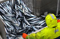Crew member David Anderson examining catch of Atlantic mackerel (Scomber scombrus) as it is pumped in to the refrigerated fish hold on board the pelagic trawler 'Charisma', Shetland Isles, Scotland, U...