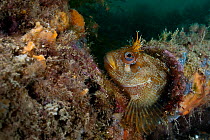Tompot blenny (Parablennius gattorugine) hiding in a discarded pipe, Swanage Pier, Dorset, England, UK, November. Did you know? Tompot blennies are very curious and will often approach divers.