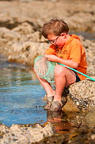 Young boy looks in his net while rockpooling, Falmouth, Cornwall, England, UK, July 2011 Model Released