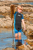 Young boy holding seaweed while rockpooling, Falmouth, Cornwall, England, UK, July 2011 Model Released