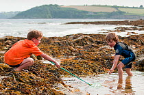 Two boys rock pooling with nets, Falmouth, Cornwall, England, UK, July. Model released