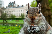 Close-up of Grey squirrel (Sciurus carolinensis) holding a nut, feeding in Regent's Park, London, England, UK, April. Did you know? Grey squirrel males are called bucks and females are called does.