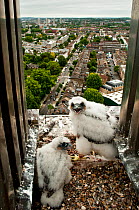 Peregrine falcon (Falco peregrinus) chicks at nest on building, London, England, UK, May 2011