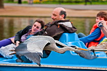 Grey heron (Ardea cinerea) flying past a family using a pedal boat on Regent's Park boating lake, London, England, UK, April 2011