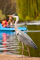 Grey heron (Ardea cinerea) stanign on the shore of Regent's Park boating lake with a family in the background using a pedal boat, London, England, UK, April