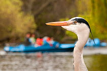 Portrait of a Grey heron (Ardea cinerea) with a family using a pedal boat on Regent's Park boating lake, London, England, UK, April