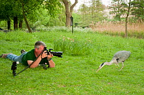 Terry Whittaker laying down and photographing a Grey heron (Ardea cinerea) for 2020VISION, Regent's Park, London, England, UK, April
