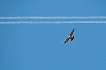 Adult Peregrine falcon (Falco peregrinus) flying infront of an aeroplane vapour trail, London, England, UK, June