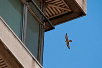 Adult peregrine falcon (Falco peregrinus) flying next to a tower block, London, England, UK, June