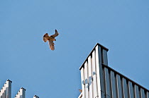 Adult Peregrine falcon (Falco peregrinus) flying, with its mate perching on a tower block, London, England, UK, June