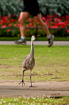 Juvenile Grey heron (Ardea cinerea) walking towards the camera, with a jogger running past in the background, Regent's Park, London, England, UK, July
