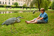 Boy watching a Grey heron (Ardea cinerea) in Regent's Park, London, England, UK, July 2011 Model Release Available
