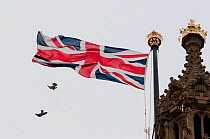 Juvenile Peregrine falcons (Falco peregrinus) chasing one another in front of a Union Jack flag on top of the Houses of Parliament, London, England, UK, July