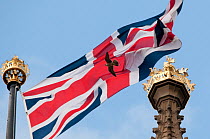 Juvenile Peregrine falcon (Falco peregrinus) flying in front of a Union Jack flag on top of the Houses of Parliament, London, England, UK, July. 2020VISION Exhibition. 2020VISION Book Plate. Did you k...