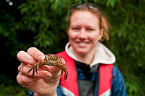 Zoological Society of London scientist holding a Chinese Mitten Crab found during European Eel (Anguilla anguilla) Survey, London, England, UK, July 2011 Model Release Available