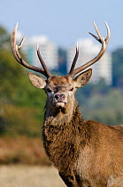 Red deer (Cervus elaphus) stag in Richmond Park, with blocks of flats in the background, London, England, UK, October