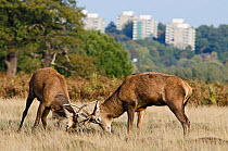 Red deer (Cervus elaphus) stags fighting during rut, with blocks of flats in the background, Richmond Park, London, England, UK, October