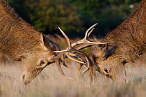 Red deer (Cervus elaphus) stags fighting during rut, Richmond Park, London, England, UK, October