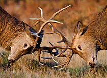 Red deer (Cervus elaphus) stags fighting during rut, Richmond Park, London, England, UK, October. Did you know? Richmond Park deer herds are descended from historic medieval royal hunting stock.