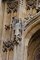 Adult Peregrine falcon (Falco peregrinus) perched on an angel gargoyle on the Houses of Parliament, preening, London, England, UK, September